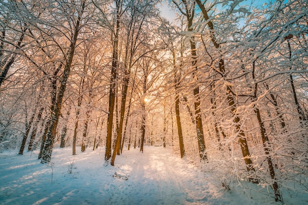 Paysage d'hiver majestueux forêt enneigée. Journée ensoleillée, randonnée aventure au fond de la forêt, sentier