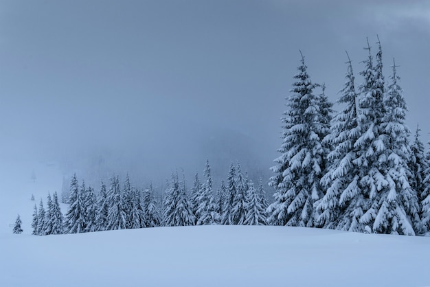 Paysage d'hiver majestueux, forêt de pins avec des arbres recouverts de neige. Une scène dramatique avec des nuages noirs bas, un calme avant la tempête