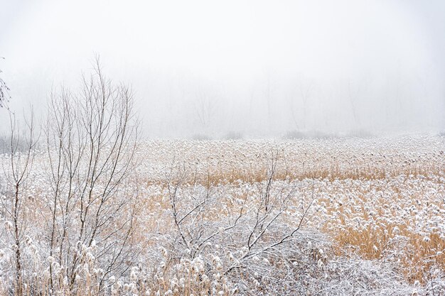 Paysage d'hiver. Matin dans le marais. Brouillard et roseaux.