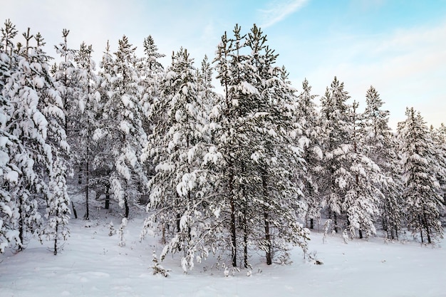 Paysage d'hiver le matin. Finlande