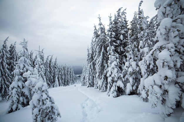 Paysage d'hiver maussade de forêt d'épinettes recroquevillée de neige d'un blanc profond dans les montagnes gelées froides.