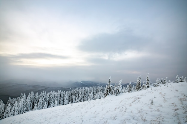 Paysage d'hiver maussade avec une grande forêt d'épinettes recroquevillée de neige blanche dans les montagnes gelées.