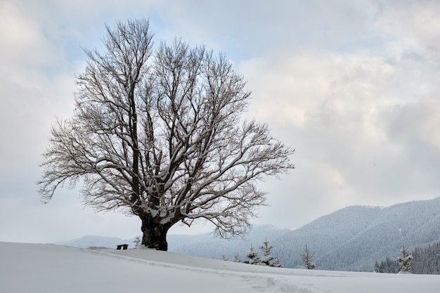 Paysage d'hiver de mauvaise humeur avec un arbre nu sombre sur un champ de neige fraîchement tombée dans les montagnes hivernales par une journée froide et sombre.