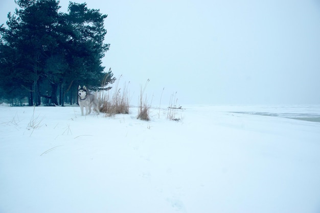 Paysage d'hiver minimaliste et chien husky dans l'herbe