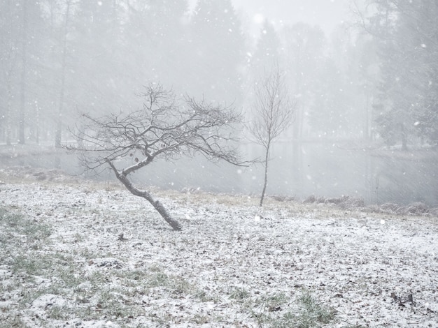 Paysage d'hiver minimaliste avec deux arbres dans le parc.