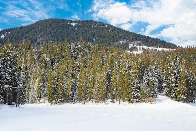 Paysage d'hiver une montagne dans une forêt de conifères un jour d'hiver avec un ciel bleu vif