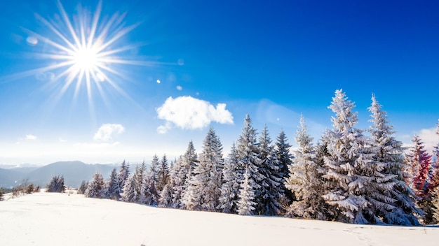 Paysage d'hiver de montagne forêt d'épinettes couverte de neige dans le paysage d'hiver