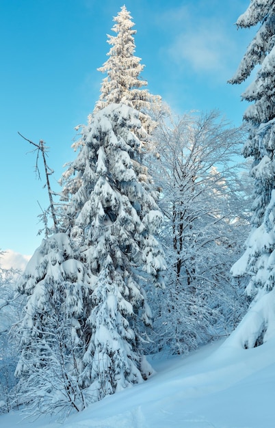 Paysage d'hiver des montagnes des Carpates ukrainiennes