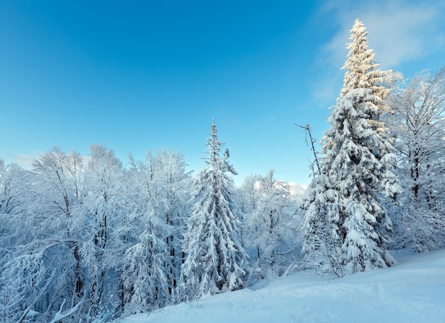 Paysage d'hiver des montagnes des Carpates