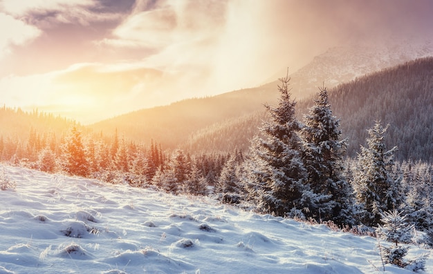 Paysage d'hiver mystérieux avec brouillard, montagnes majestueuses