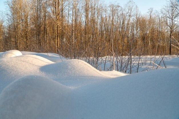 Paysage d'hiver avec neige et arbres. Paysage naturel en hiver