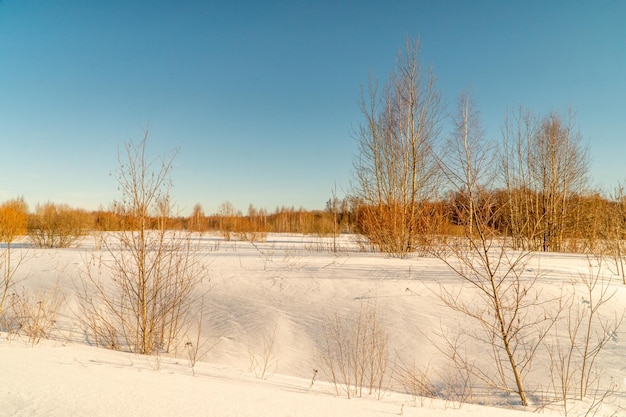 Paysage d'hiver avec neige et arbres. Paysage naturel en hiver