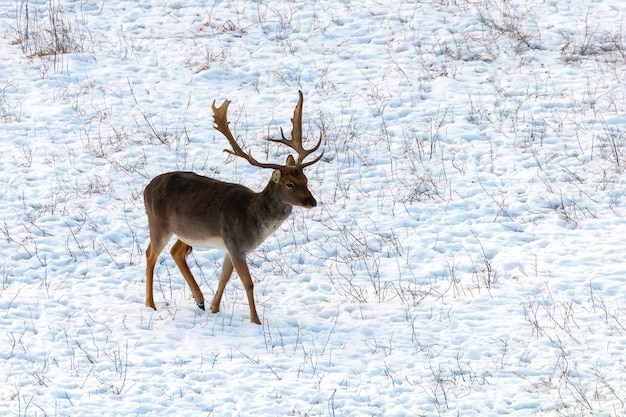 Paysage d'hiver de neige de daim de buck (Dama Dama)