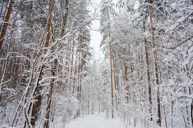 Paysage d'hiver, neige dans la forêt. Maison dans la forêt. Le chemin dans la neige. . photo de haute qualité