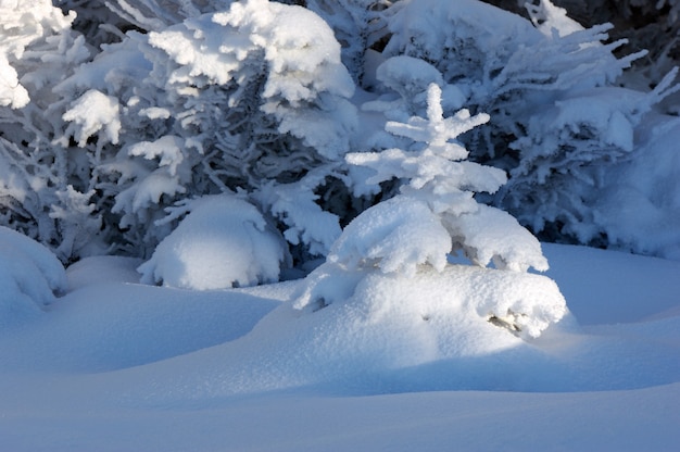 Paysage d'hiver avec de la neige dans les montagnes des Carpates