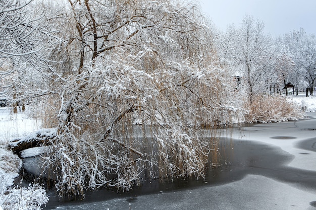 Paysage d'hiver avec de la neige fraîche sur un étang gelé et des arbres au bord du lac