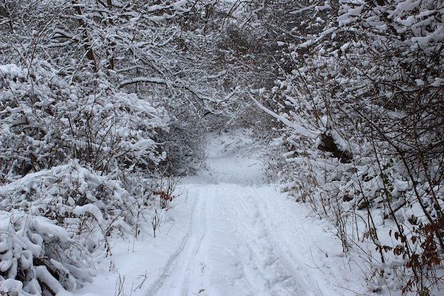 Un paysage d'hiver avec de la neige