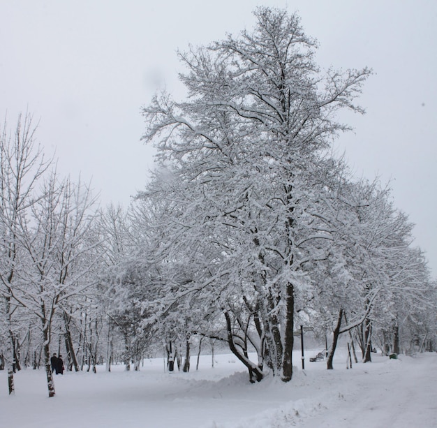 Paysage d'hiver Noël et Nouvel An Un grand arbre est enveloppé dans une couverture de neige