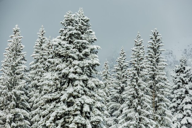 Photo paysage d'hiver nuageux avec de l'épinette dans la neige