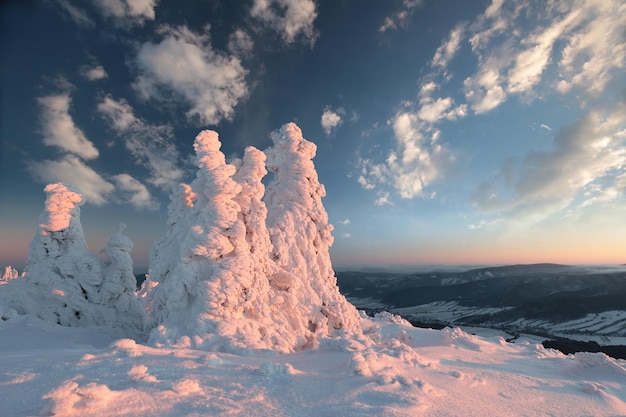 Paysage d'hiver pendant le coucher du soleil de pins enneigés dans les montagnes