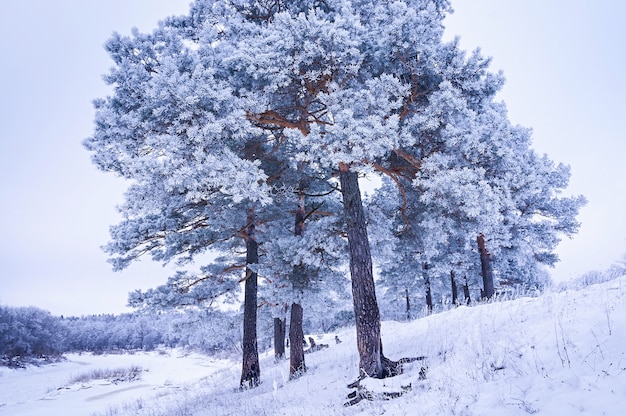 Photo paysage d'hiver, pins couverts de givre. fond de noël