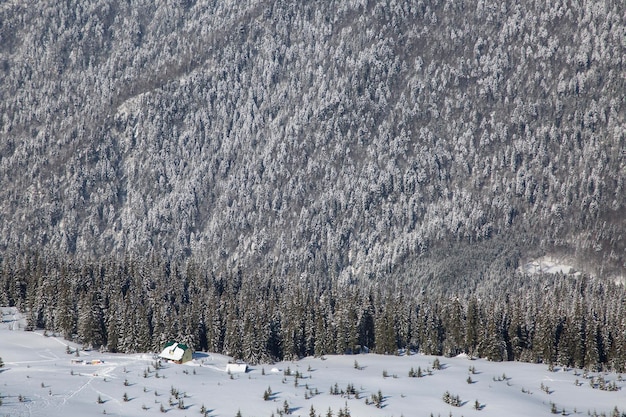 Paysage d'hiver pittoresque avec sapins enneigés et petit chalet