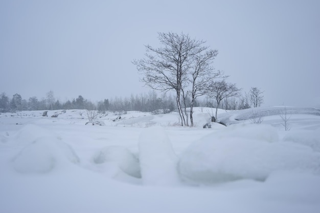 Paysage d'hiver pittoresque Végétation dans des conditions de froid rigoureux