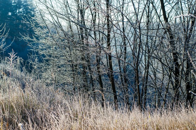 Paysage d'hiver, plantes et arbres dans la rime tôt le matin