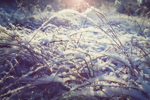 Paysage d'hiver de prairie gelée.