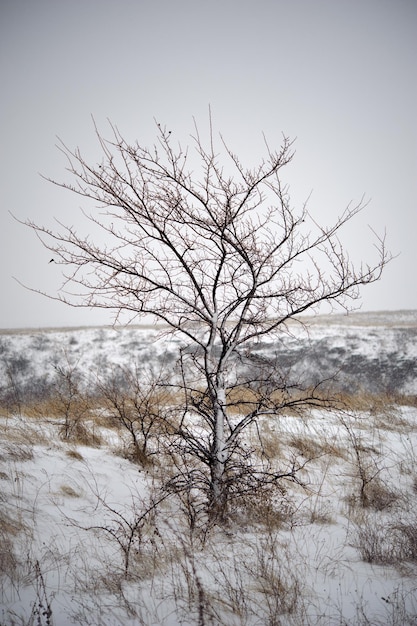 Paysage d'hiver. La première neige est tombée.