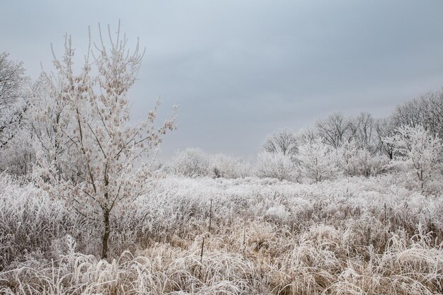 Paysage d'hiver rangée d'arbres en givre sur le terrain d'hiver