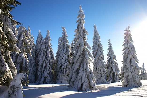 Paysage d'hiver avec rayon de soleil