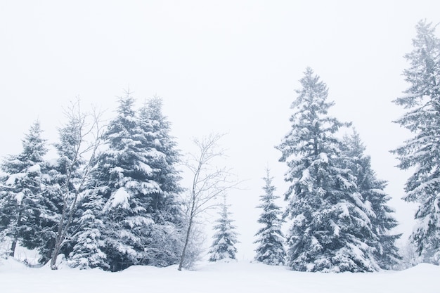 Paysage d&#39;hiver rêveur de neige couverte d&#39;arbres et de brouillard