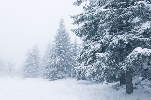 Paysage d&#39;hiver rêveur de neige couverte d&#39;arbres et de brouillard