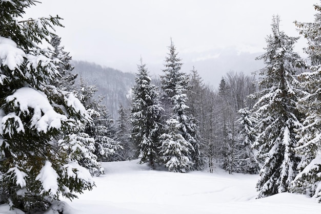 Paysage d'hiver rigoureux de beaux sapins enneigés se dressent contre une zone montagneuse brumeuse par une froide journée d'hiver. Le concept de nature nordique froide. Espace de copie