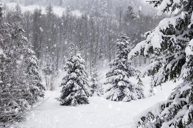 Paysage d'hiver rigoureux beaux sapins enneigés