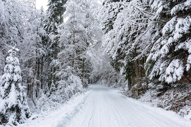 Paysage d'hiver route blanche et enneigée parmi les arbres dans une forêt profonde