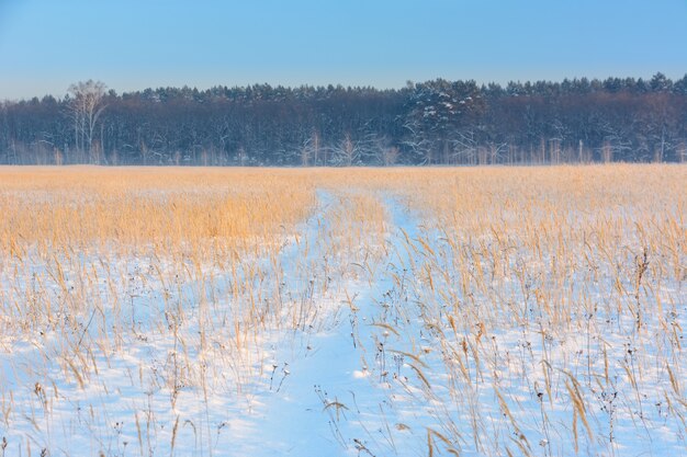 Paysage d'hiver. Route de campagne d'hiver en arrière-plan de la forêt et du ciel bleu. Traces de voitures dans la neige.