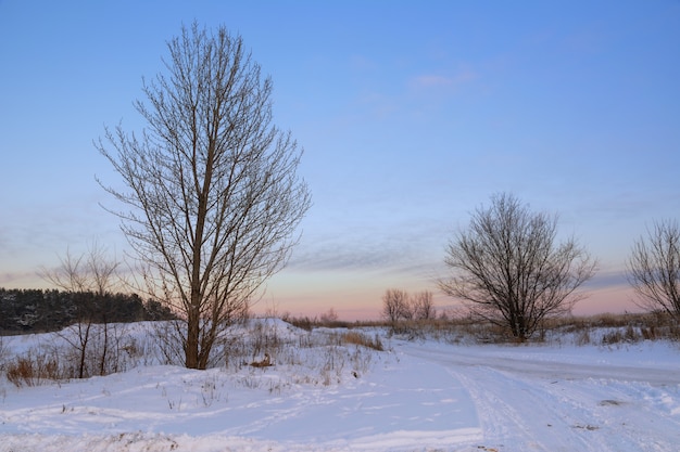 Paysage d'hiver. Route de campagne d'hiver. Traces de voitures dans la neige. Un arbre aux larges branches sur fond de forêt.