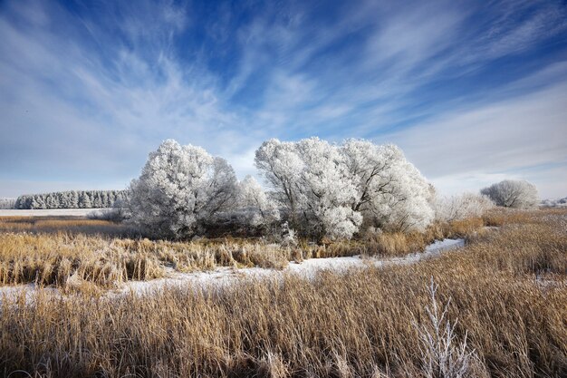 Paysage d'hiver en Russie