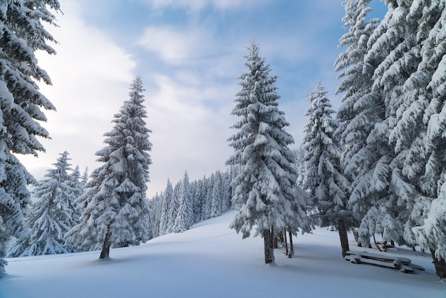 Paysage d'hiver avec des sapins dans la forêt de montagne