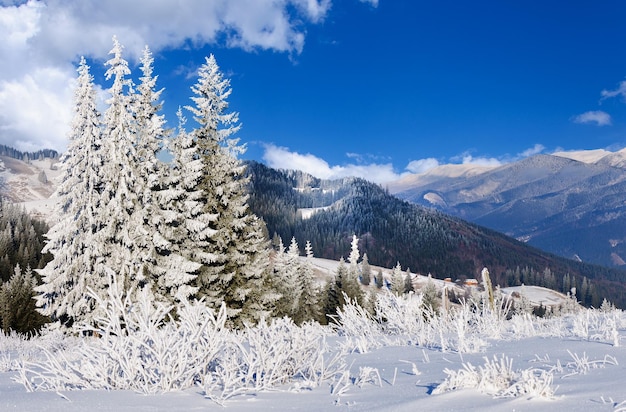 Paysage d'hiver avec des sapins enneigés au premier plan