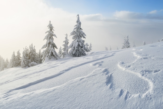 Paysage d'hiver avec des sapins enneigés et des congères après un blizzard dans les montagnes