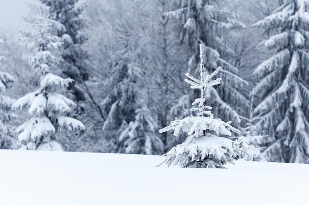 Paysage d'hiver avec des sapins enneigés