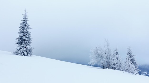 Paysage d'hiver avec des sapins enneigés