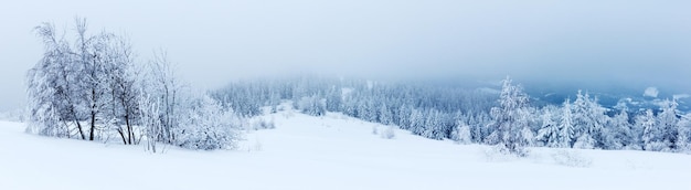 Paysage d'hiver avec des sapins enneigés