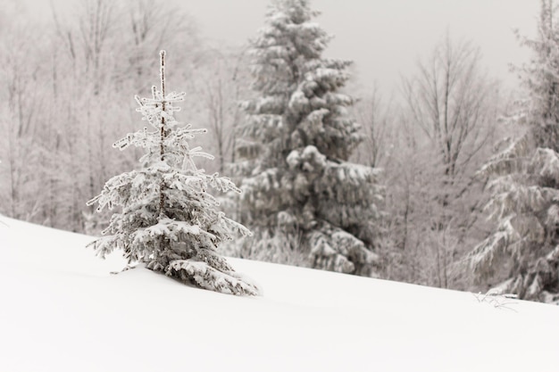 Paysage d'hiver avec des sapins enneigés