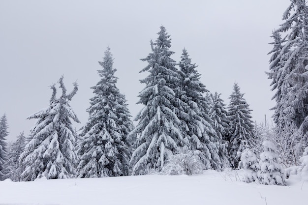 Paysage d'hiver avec des sapins enneigés