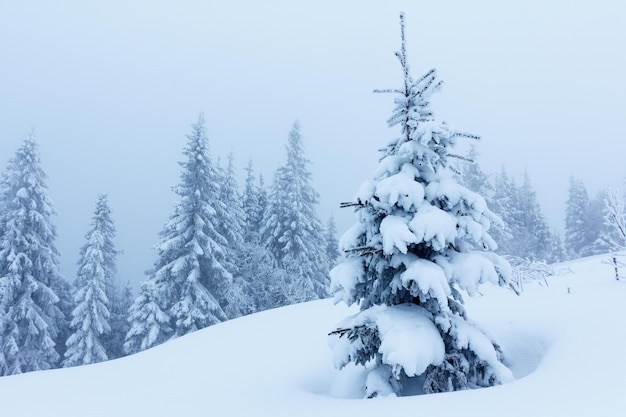 Paysage d'hiver avec des sapins enneigés