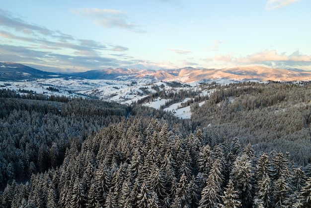 Paysage d'hiver avec des sapins de forêt couverte de neige dans les montagnes froides.